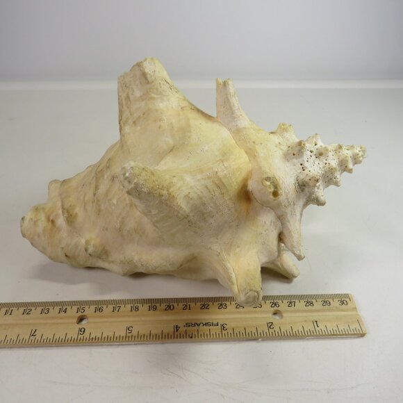 Large Real Conch Sea Shell 8x7" 5.5" tall has some chips Light Tan - Picture 3 of 10